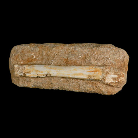 5.7" Pterosaur Tethydraco Regalis Fossil Bone Upper Cretaceous Morocco Stand COA - Fossil Age Minerals
