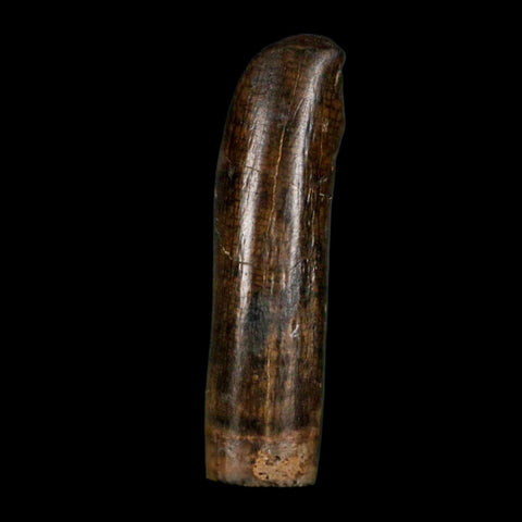 0.7" Tyrannosaur Fossil Premax Tooth Cretaceous Dinosaur Judith River FM MT COA - Fossil Age Minerals