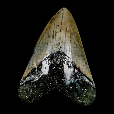 3.7" Quality Megalodon Shark Tooth Serrated Fossil Natural Miocene Age COA - Fossil Age Minerals