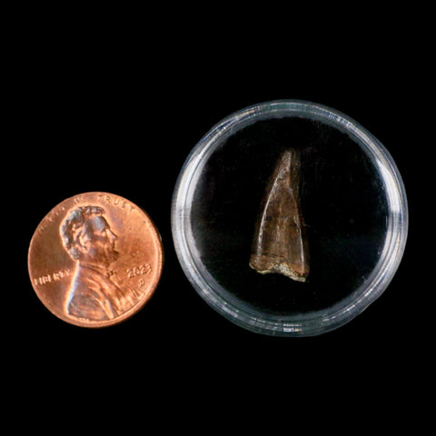 0.7" Tyrannosaur Fossil Premax Tooth Cretaceous Dinosaur Judith River FM MT COA - Fossil Age Minerals