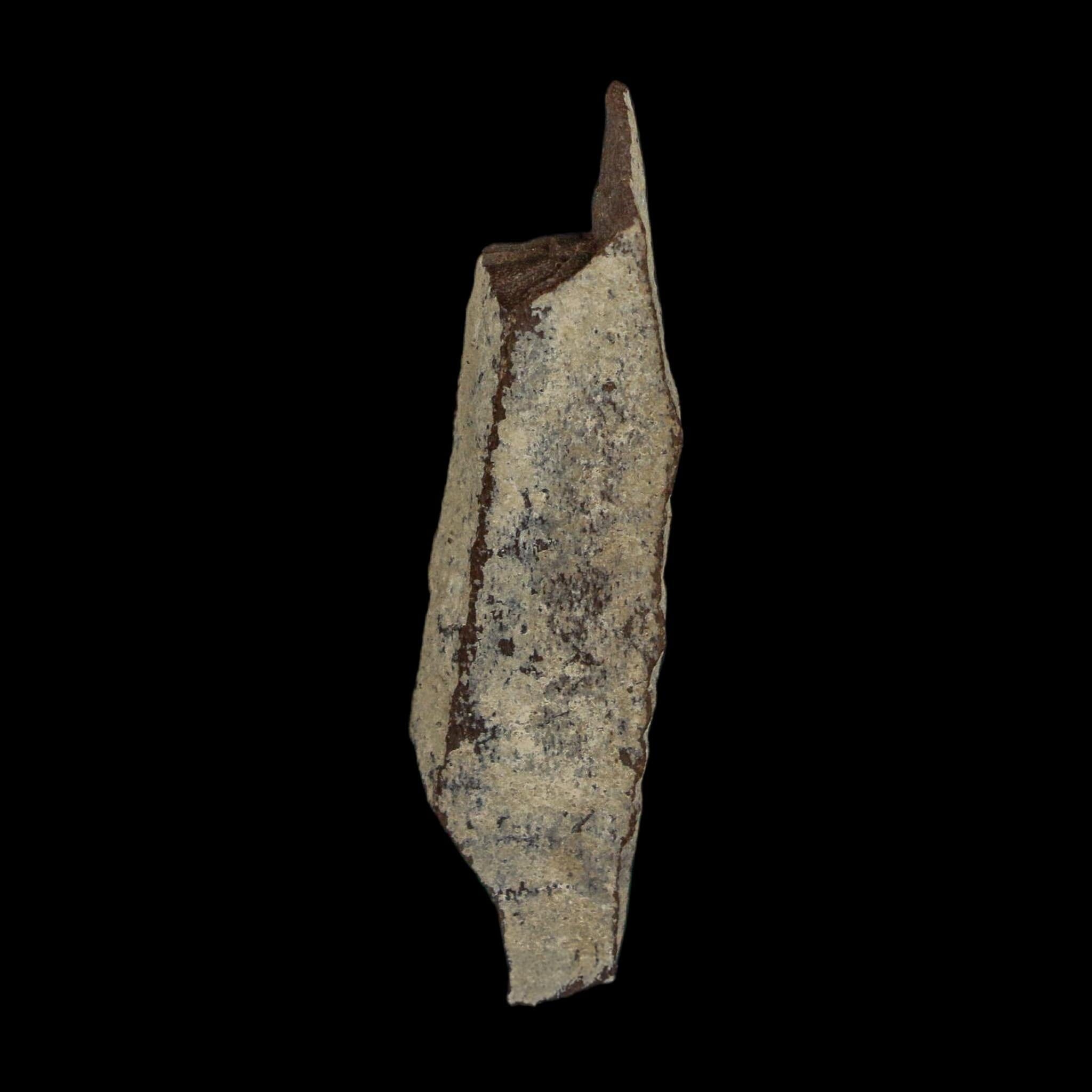 1.7" Tyrannosaurus Rex Fossil Bone Dinosaur Lance Creek Formation Wyoming COA - Fossil Age Minerals