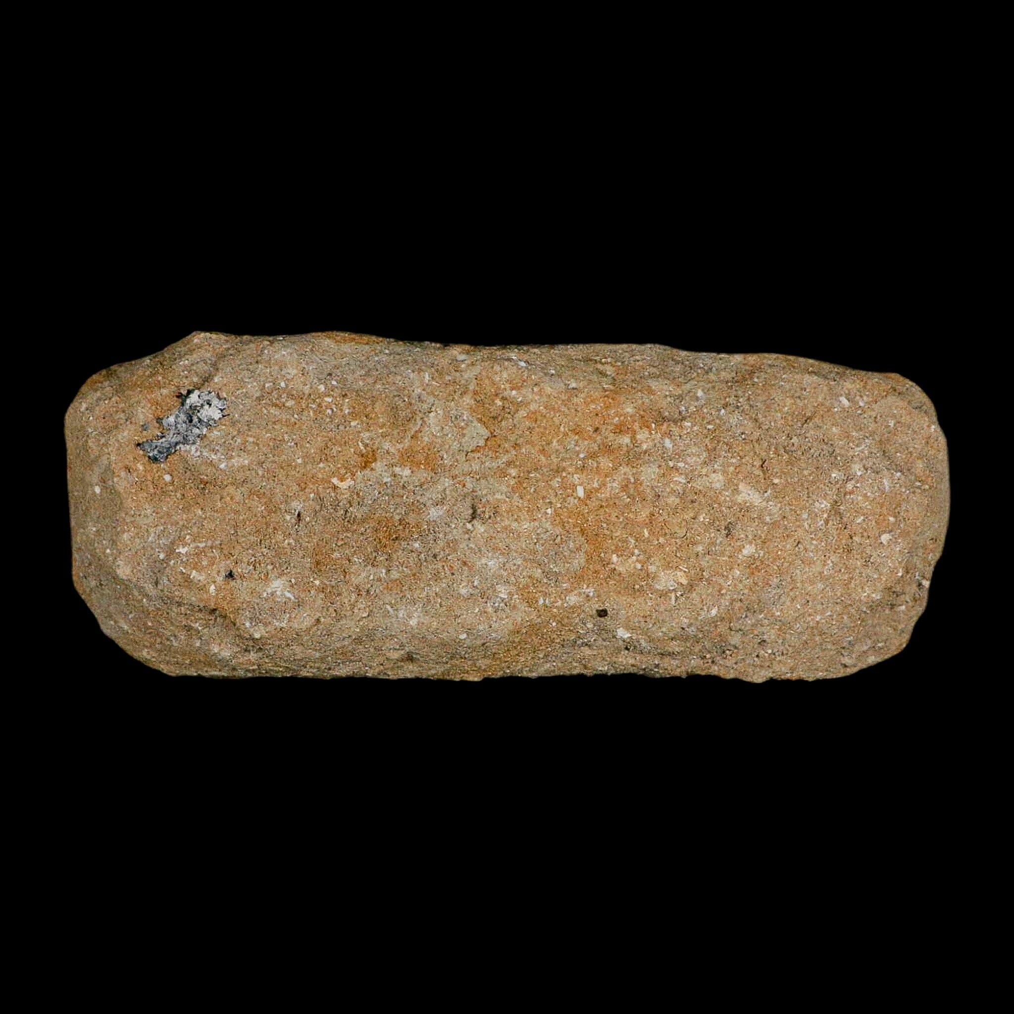 5.7" Pterosaur Tethydraco Regalis Fossil Bone Upper Cretaceous Morocco Stand COA - Fossil Age Minerals