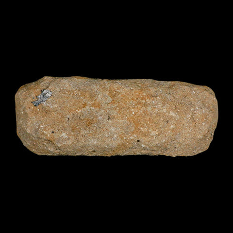 5.7" Pterosaur Tethydraco Regalis Fossil Bone Upper Cretaceous Morocco Stand COA - Fossil Age Minerals