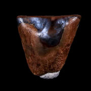 0.4" Avaceratops Fossil Tooth Judith River FM Montana Cretaceous Dinosaur Display