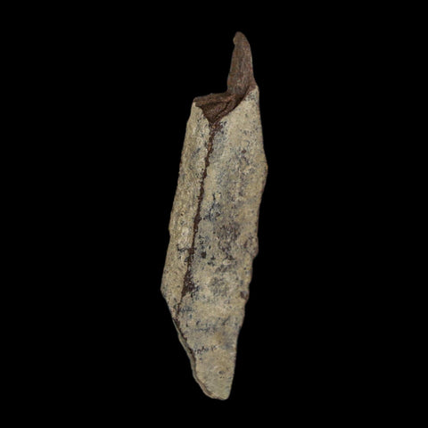 1.7" Tyrannosaurus Rex Fossil Bone Dinosaur Lance Creek Formation Wyoming COA