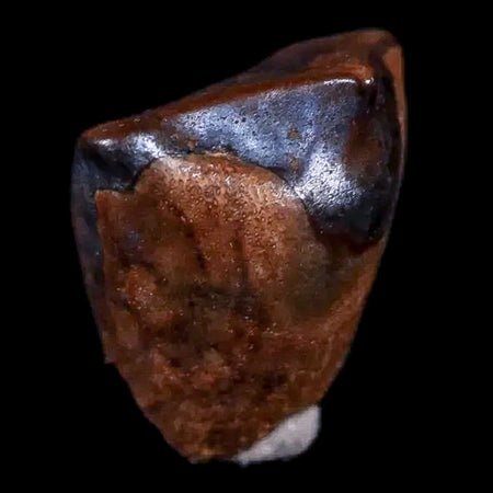 0.4" Avaceratops Fossil Tooth Judith River FM Montana Cretaceous Dinosaur Display
