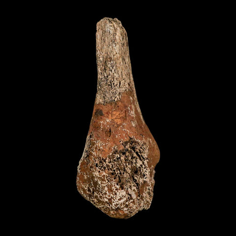 3.6" Triceratops Fossil Limb Bone Hell Creek FM Cretaceous Dinosaur MT COA Metal Stand