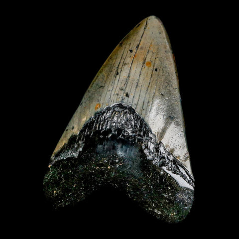 3.7" Quality Megalodon Shark Tooth Serrated Fossil Natural Miocene Age COA - Fossil Age Minerals