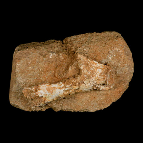 4" Pterosaur Tethydraco Regalis Fossil Bone Upper Cretaceous Morocco Stand COA - Fossil Age Minerals