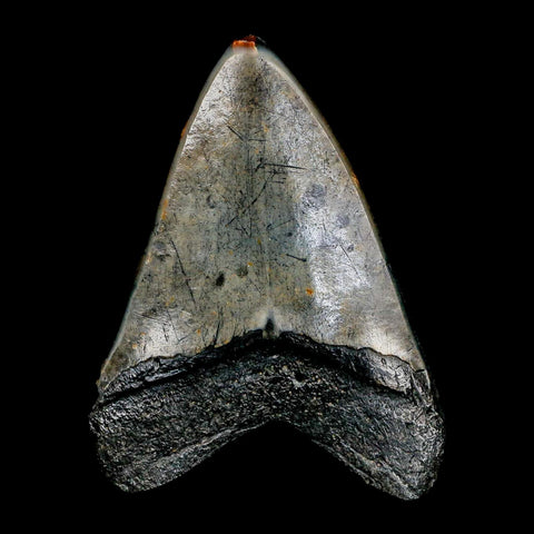 3.7" Quality Megalodon Shark Tooth Serrated Fossil Natural Miocene Age COA - Fossil Age Minerals