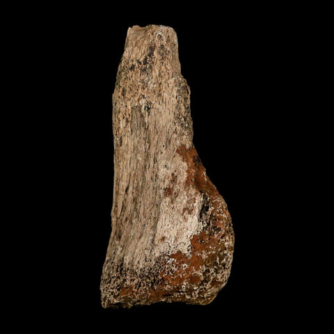 3.6" Triceratops Fossil Limb Bone Hell Creek FM Cretaceous Dinosaur MT COA Metal Stand