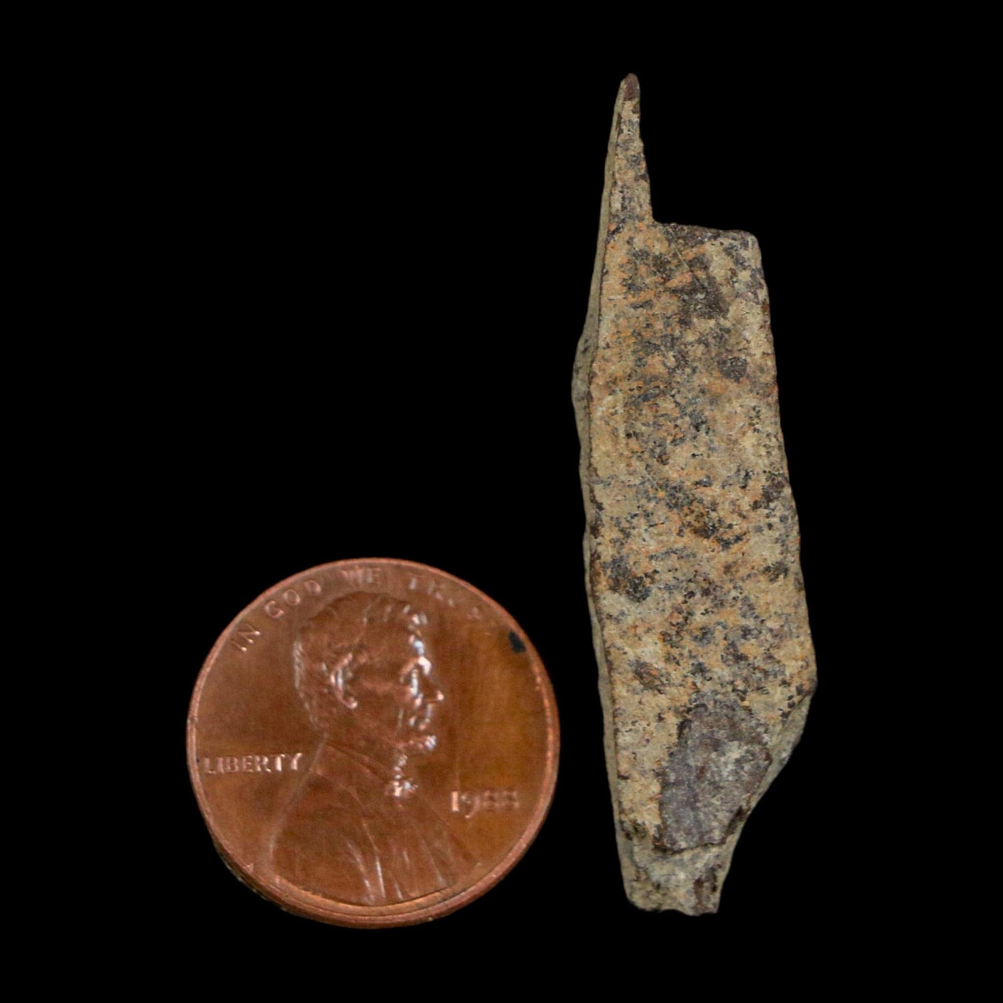1.7" Tyrannosaurus Rex Fossil Bone Dinosaur Lance Creek Formation Wyoming COA - Fossil Age Minerals