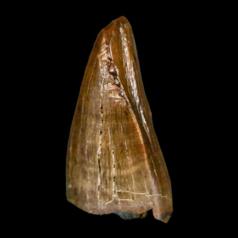 0.7" Tyrannosaur Fossil Premax Tooth Cretaceous Dinosaur Judith River FM MT COA - Fossil Age Minerals
