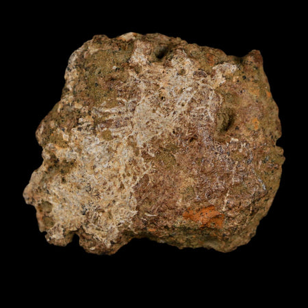 2" Ankylosaurus Fossil Scute Bone Judith River FM Cretaceous Dinosaur MT COA