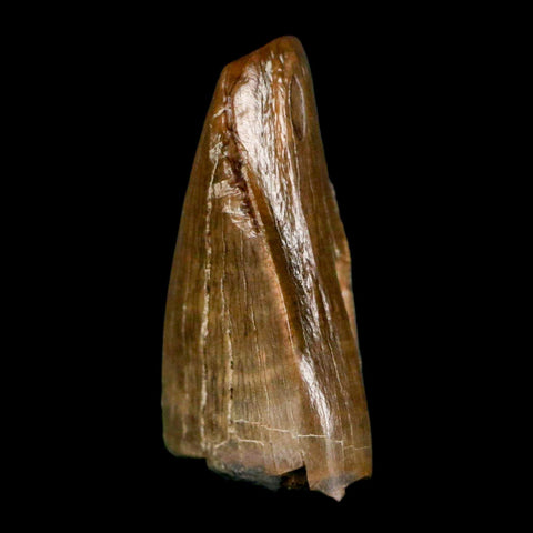 0.7" Tyrannosaur Fossil Premax Tooth Cretaceous Dinosaur Judith River FM MT COA - Fossil Age Minerals
