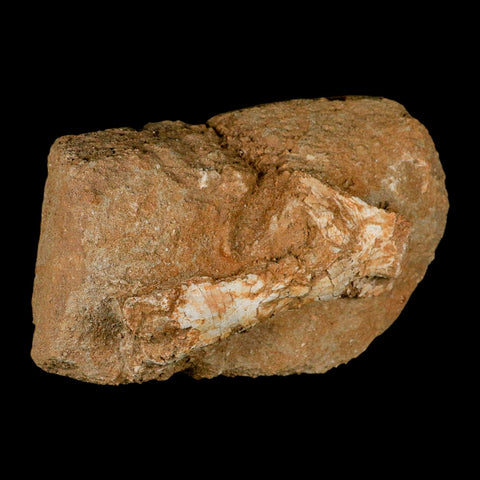 4" Pterosaur Tethydraco Regalis Fossil Bone Upper Cretaceous Morocco Stand COA - Fossil Age Minerals