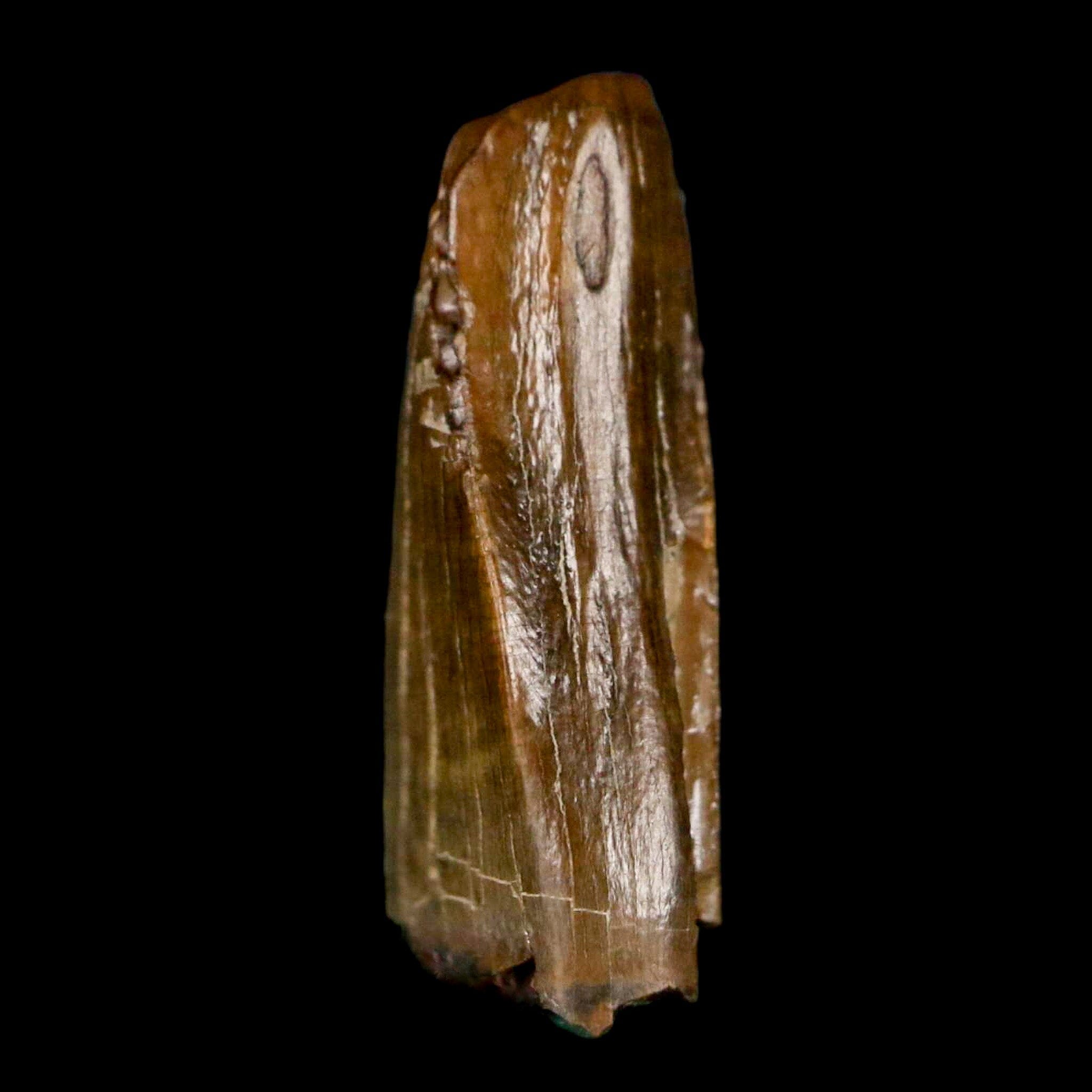 0.7" Tyrannosaur Fossil Premax Tooth Cretaceous Dinosaur Judith River FM MT COA - Fossil Age Minerals
