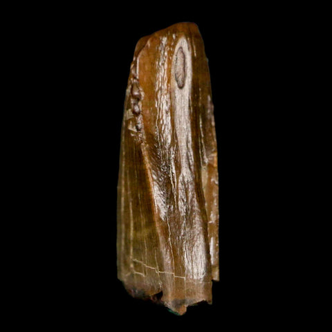 0.7" Tyrannosaur Fossil Premax Tooth Cretaceous Dinosaur Judith River FM MT COA - Fossil Age Minerals