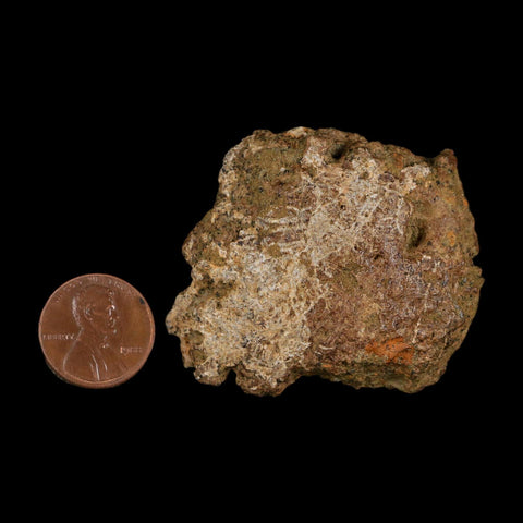 2" Ankylosaurus Fossil Scute Bone Judith River FM Cretaceous Dinosaur MT COA