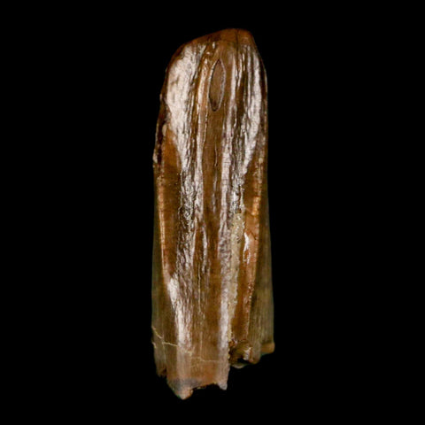 0.7" Tyrannosaur Fossil Premax Tooth Cretaceous Dinosaur Judith River FM MT COA - Fossil Age Minerals