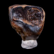 0.4" Ceratopsian Fossil Tooth Avaceratops or Medusaceratops Dinosaur Judith River MT