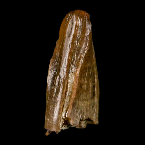 0.7" Tyrannosaur Fossil Premax Tooth Cretaceous Dinosaur Judith River FM MT COA - Fossil Age Minerals