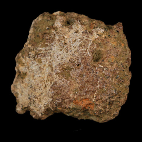 2" Ankylosaurus Fossil Scute Bone Judith River FM Cretaceous Dinosaur MT COA
