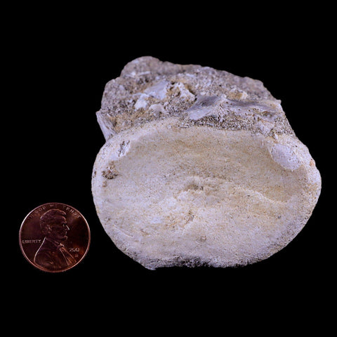 2.4" Plesiosaur Fossil Vertebrae Cretaceous Dinosaur Era Zarafasaura Elasmosaurus COA - Fossil Age Minerals