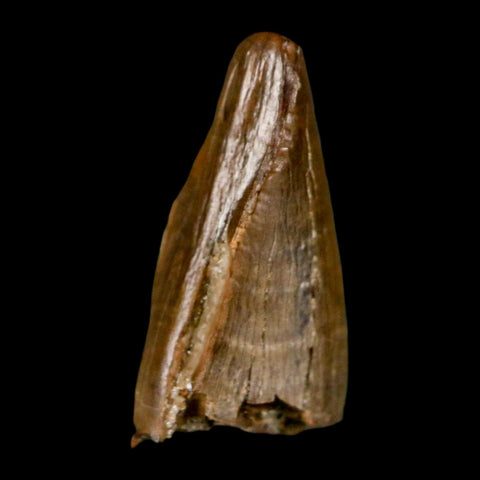 0.7" Tyrannosaur Fossil Premax Tooth Cretaceous Dinosaur Judith River FM MT COA - Fossil Age Minerals