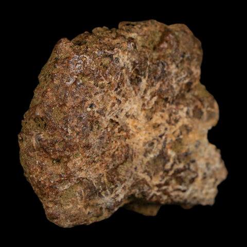 2" Ankylosaurus Fossil Scute Bone Judith River FM Cretaceous Dinosaur MT COA