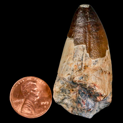 2" Sarcosuchus Imperator Crocodile Fossil Tooth Elrhaz FM Cretaceous Niger COA - Fossil Age Minerals