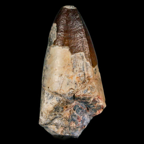 2" Sarcosuchus Imperator Crocodile Fossil Tooth Elrhaz FM Cretaceous Niger COA - Fossil Age Minerals