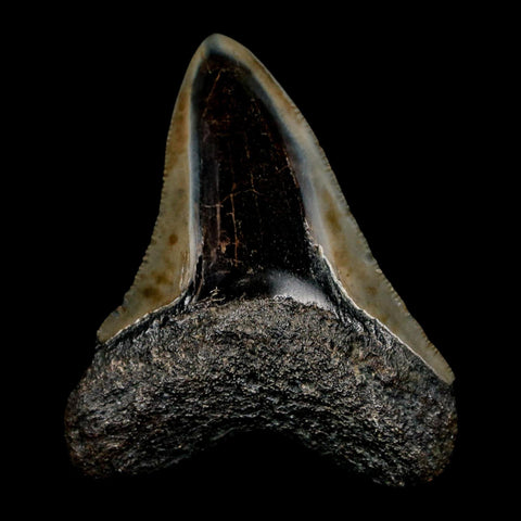 2.5" Quality Megalodon Shark Tooth Serrated Fossil Natural Miocene Age COA - Fossil Age Minerals