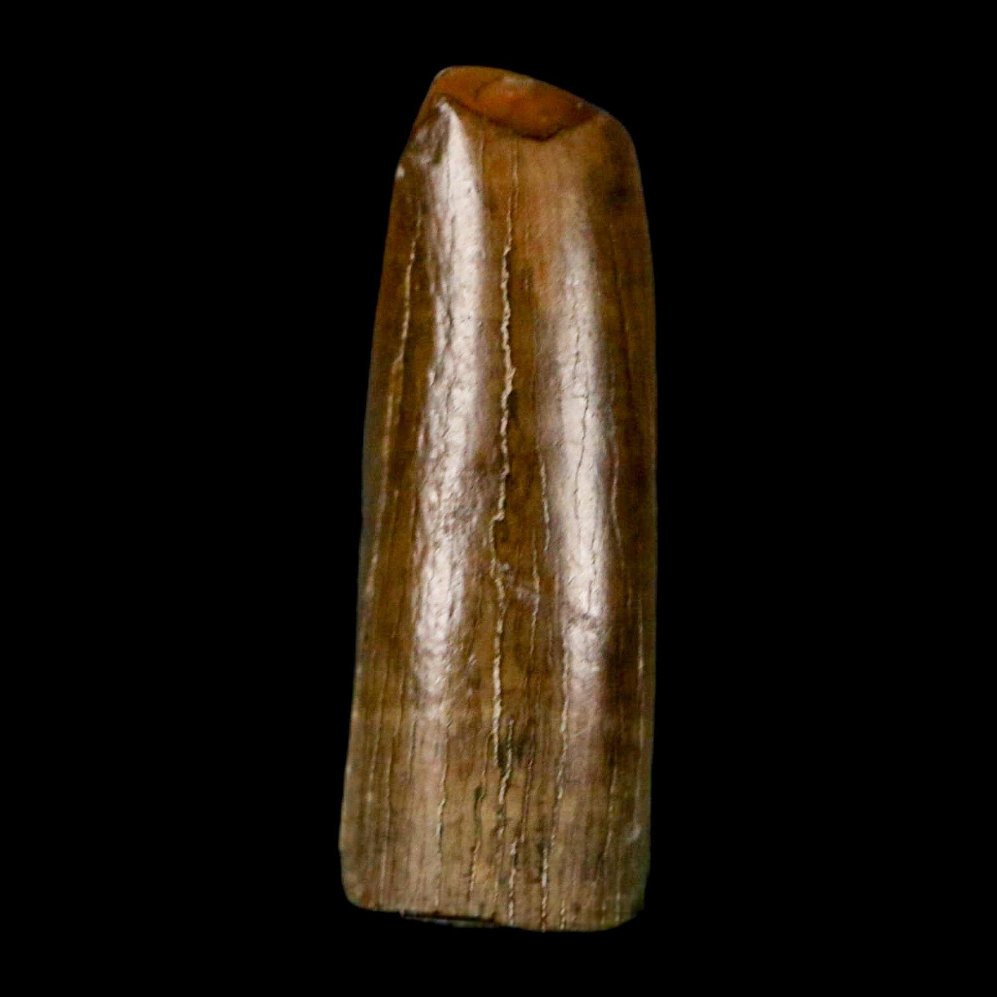 0.7" Tyrannosaur Fossil Premax Tooth Cretaceous Dinosaur Judith River FM MT COA - Fossil Age Minerals