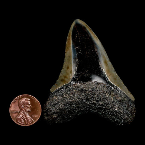 2.5" Quality Megalodon Shark Tooth Serrated Fossil Natural Miocene Age COA - Fossil Age Minerals