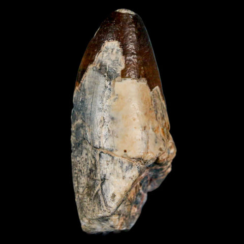 2" Sarcosuchus Imperator Crocodile Fossil Tooth Elrhaz FM Cretaceous Niger COA - Fossil Age Minerals