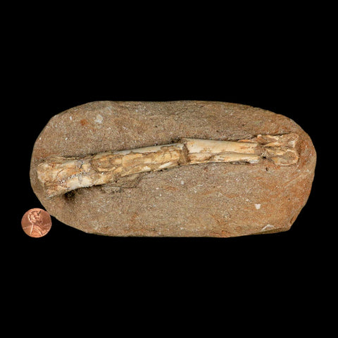 6" Pterosaur Tethydraco Regalis Fossil Bone Upper Cretaceous Morocco Stand COA - Fossil Age Minerals