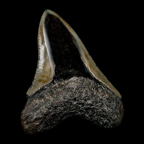 2.5" Quality Megalodon Shark Tooth Serrated Fossil Natural Miocene Age COA - Fossil Age Minerals