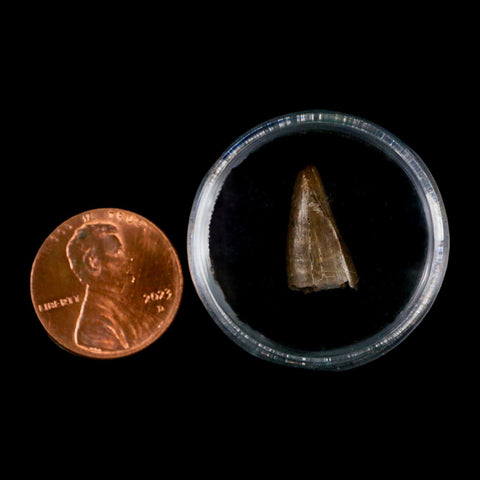 0.7" Tyrannosaur Fossil Premax Tooth Cretaceous Dinosaur Judith River FM MT COA - Fossil Age Minerals