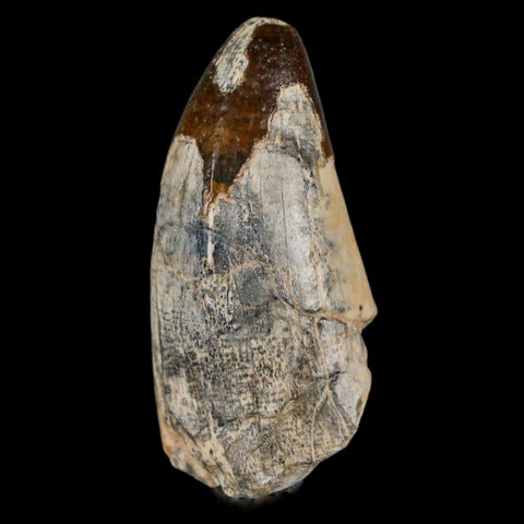 2" Sarcosuchus Imperator Crocodile Fossil Tooth Elrhaz FM Cretaceous Niger COA - Fossil Age Minerals