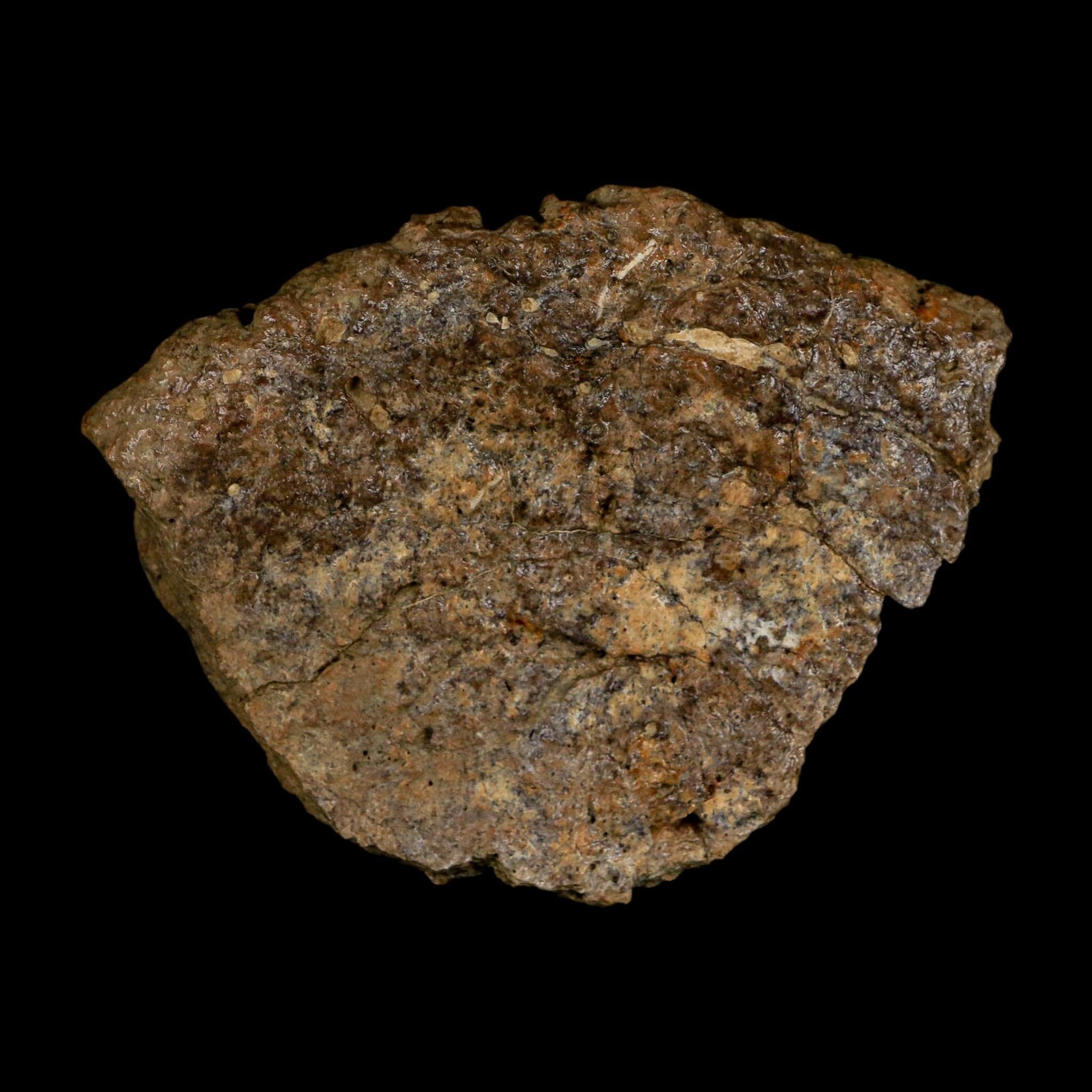 3.1" Ankylosaurus Fossil Scute Bone Judith River FM Cretaceous Dinosaur MT COA - Fossil Age Minerals
