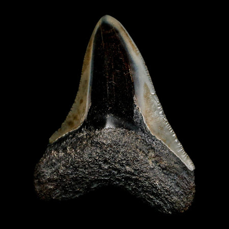 2.5" Quality Megalodon Shark Tooth Serrated Fossil Natural Miocene Age COA