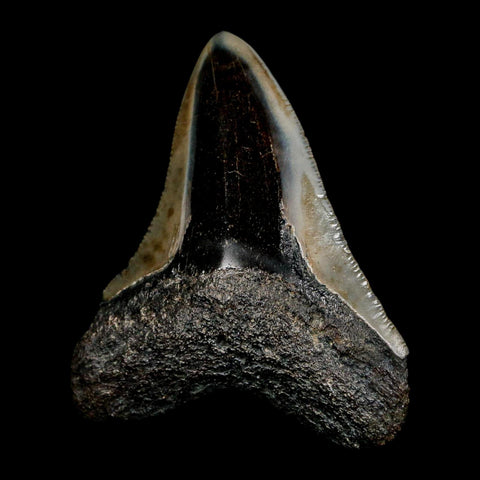 2.5" Quality Megalodon Shark Tooth Serrated Fossil Natural Miocene Age COA - Fossil Age Minerals