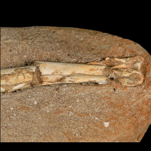 6" Pterosaur Tethydraco Regalis Fossil Bone Upper Cretaceous Morocco Stand COA - Fossil Age Minerals
