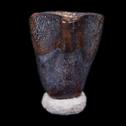 0.3" Corythosaurus Fossil  Tooth Judith River FM MT Cretaceous Dinosaur COA, Display