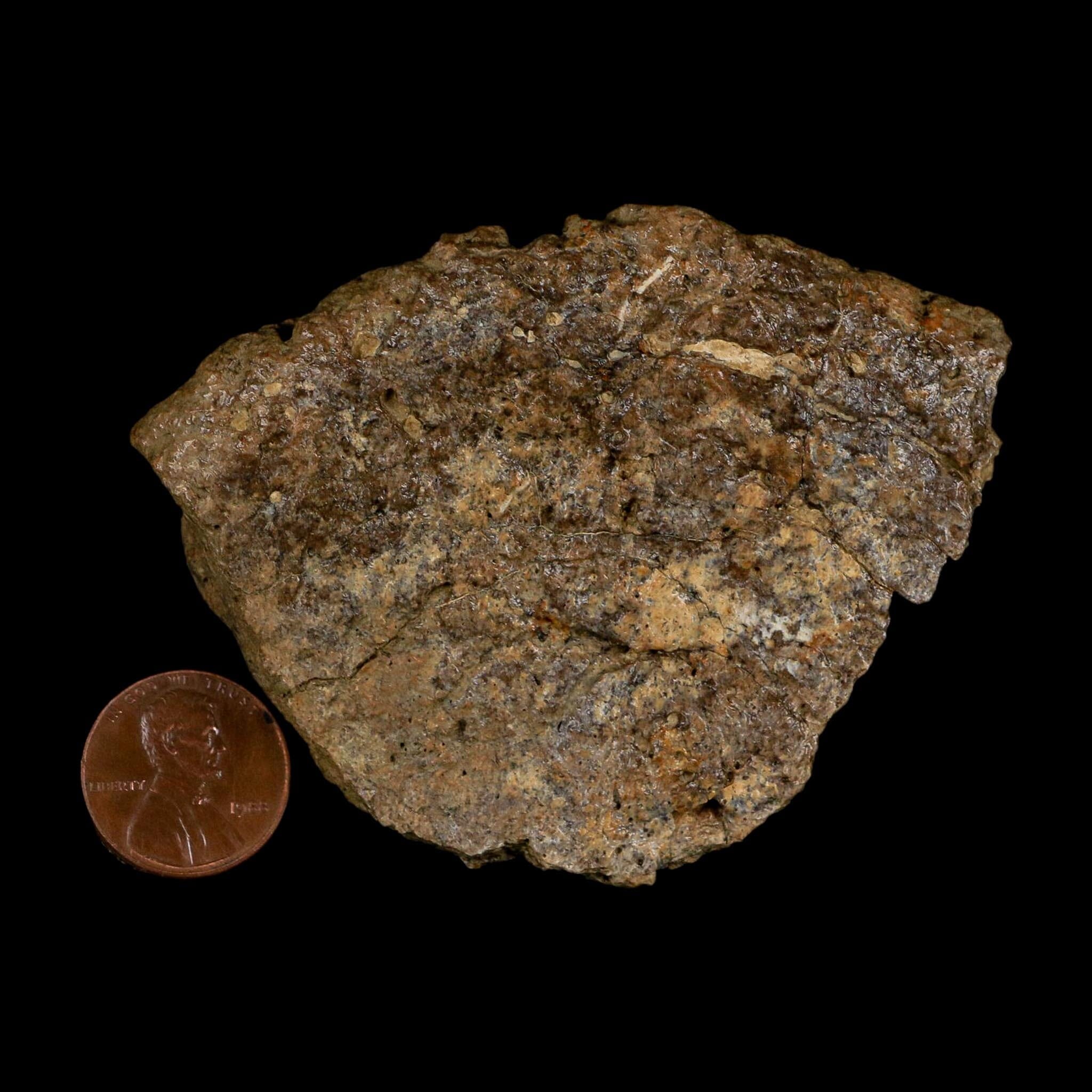 3.1" Ankylosaurus Fossil Scute Bone Judith River FM Cretaceous Dinosaur MT COA - Fossil Age Minerals