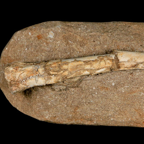 6" Pterosaur Tethydraco Regalis Fossil Bone Upper Cretaceous Morocco Stand COA - Fossil Age Minerals
