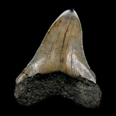 2.5" Quality Megalodon Shark Tooth Serrated Fossil Natural Miocene Age COA - Fossil Age Minerals