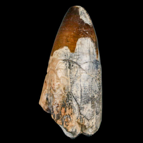 2" Sarcosuchus Imperator Crocodile Fossil Tooth Elrhaz FM Cretaceous Niger COA - Fossil Age Minerals