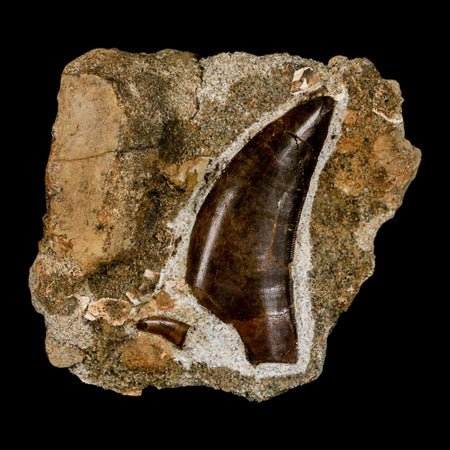 Tyrannosaur Serrated Fossil Tooth And Dromaeosaurus Raptor Dinosaur Tooth In Matrix